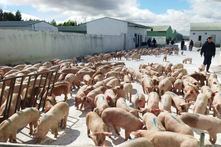 Bầu Đức và "vua thép" lãi to với trồng cây, nuôi lợn, tỷ phú khác khóc ròng