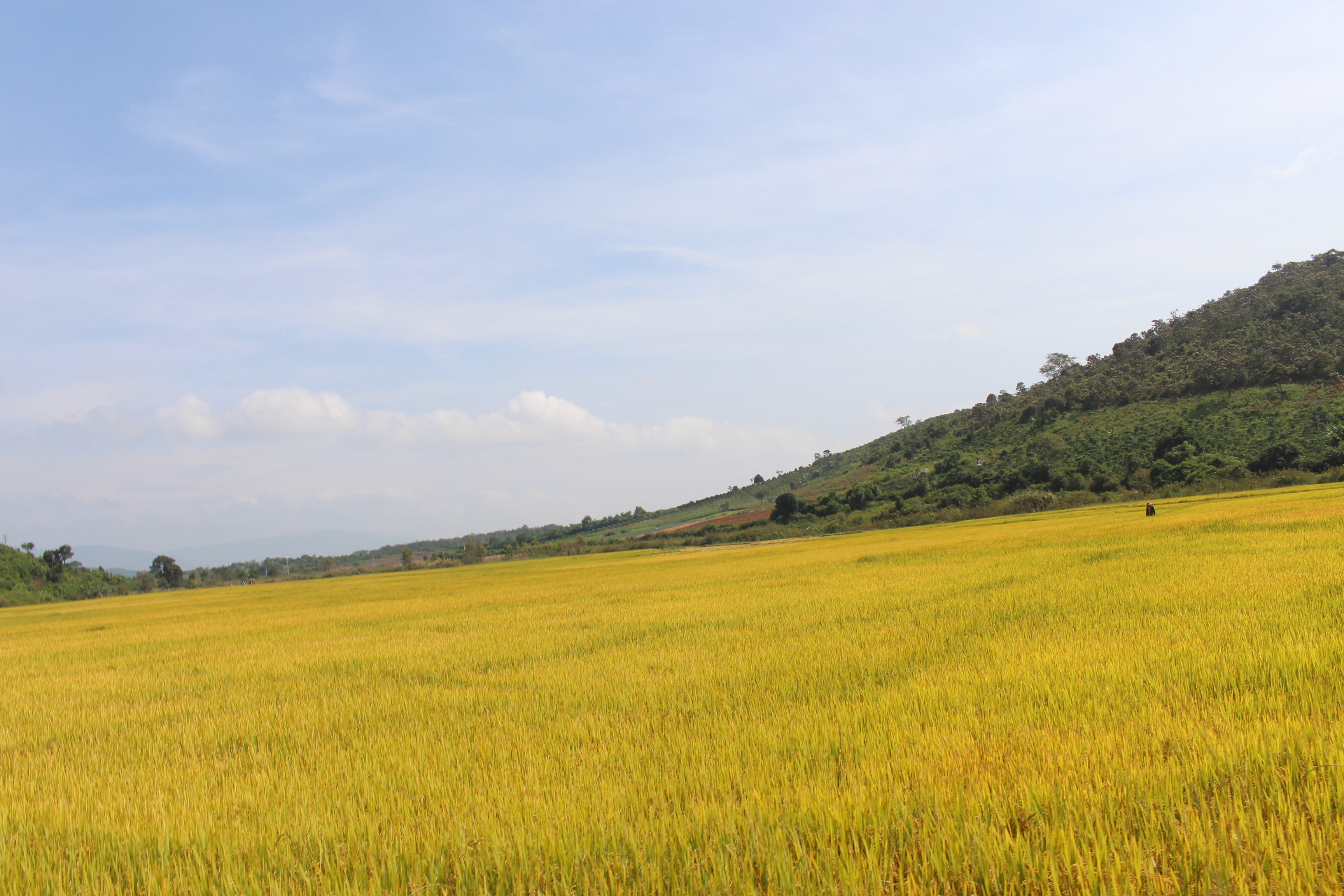 Vietnamese experts turn African wasteland into rice fields - 2