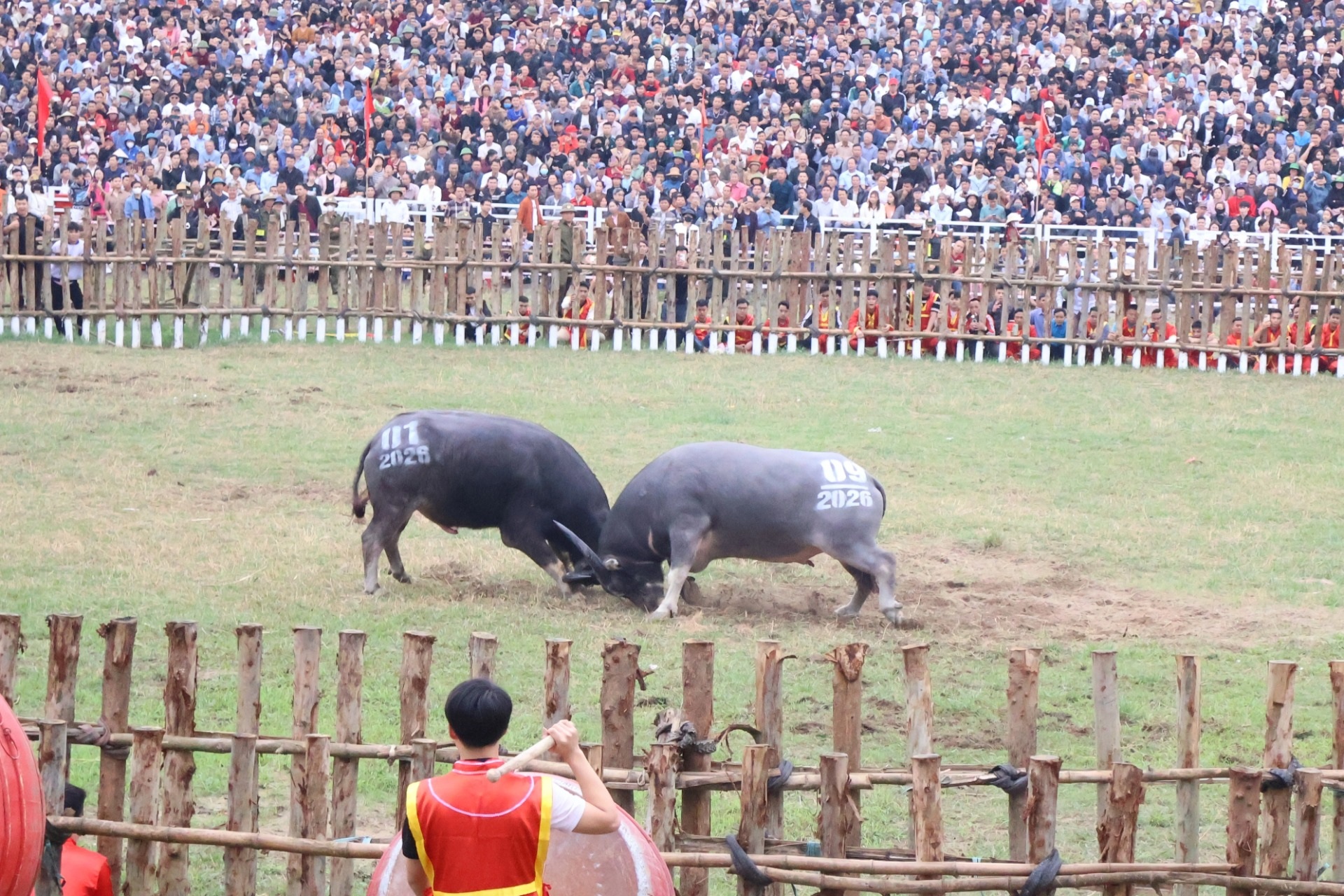 Khai mạc lễ hội chọi trâu cổ xưa nhất Việt Nam