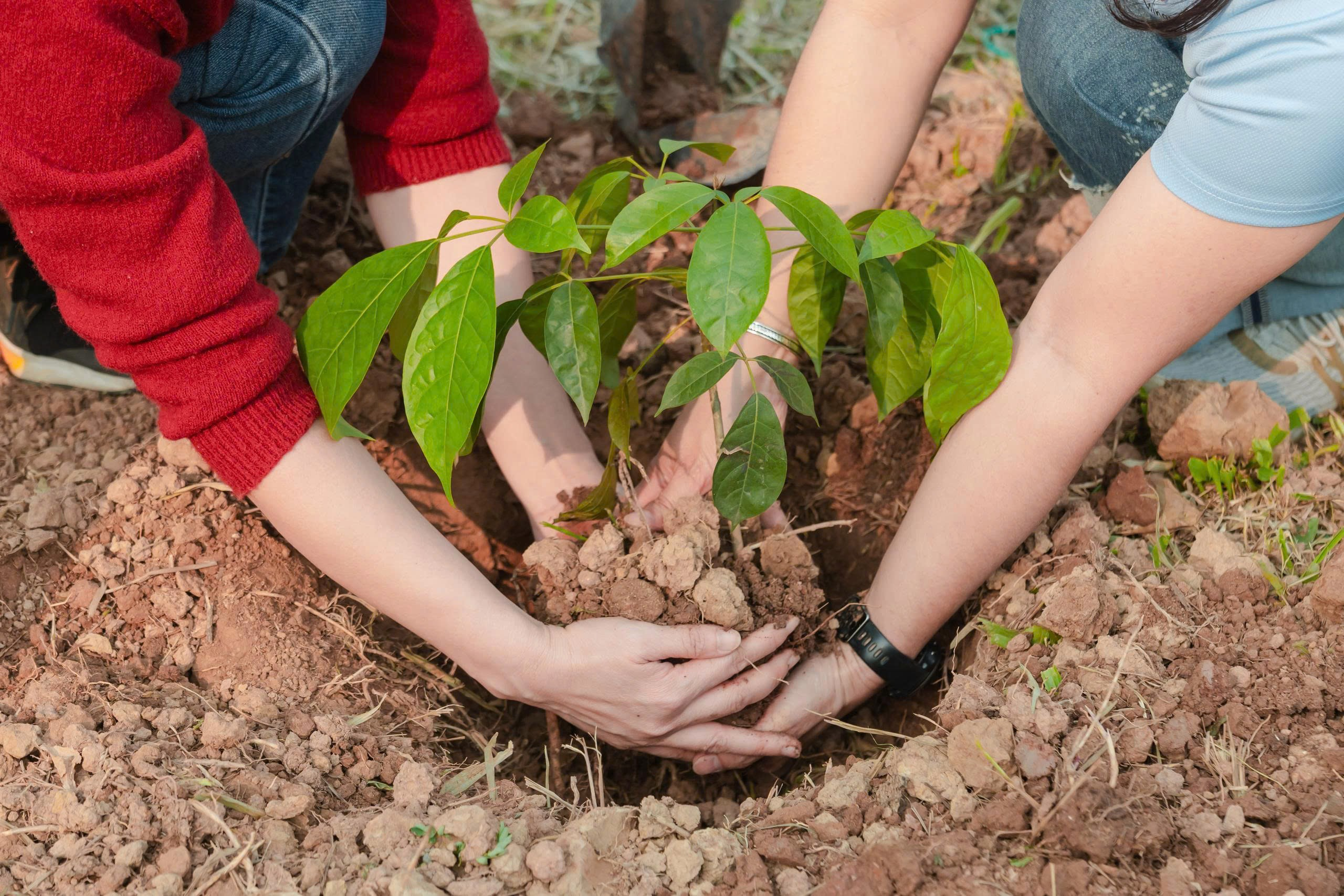 SJ Group hiện thực hóa đô thị xanh tại Vista Nam An Khánh, trồng mới 10.000 cây