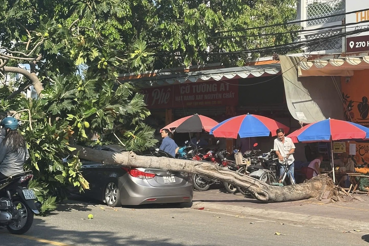 Cây sa kê bật gốc, ngã đè ô tô ở TPHCM