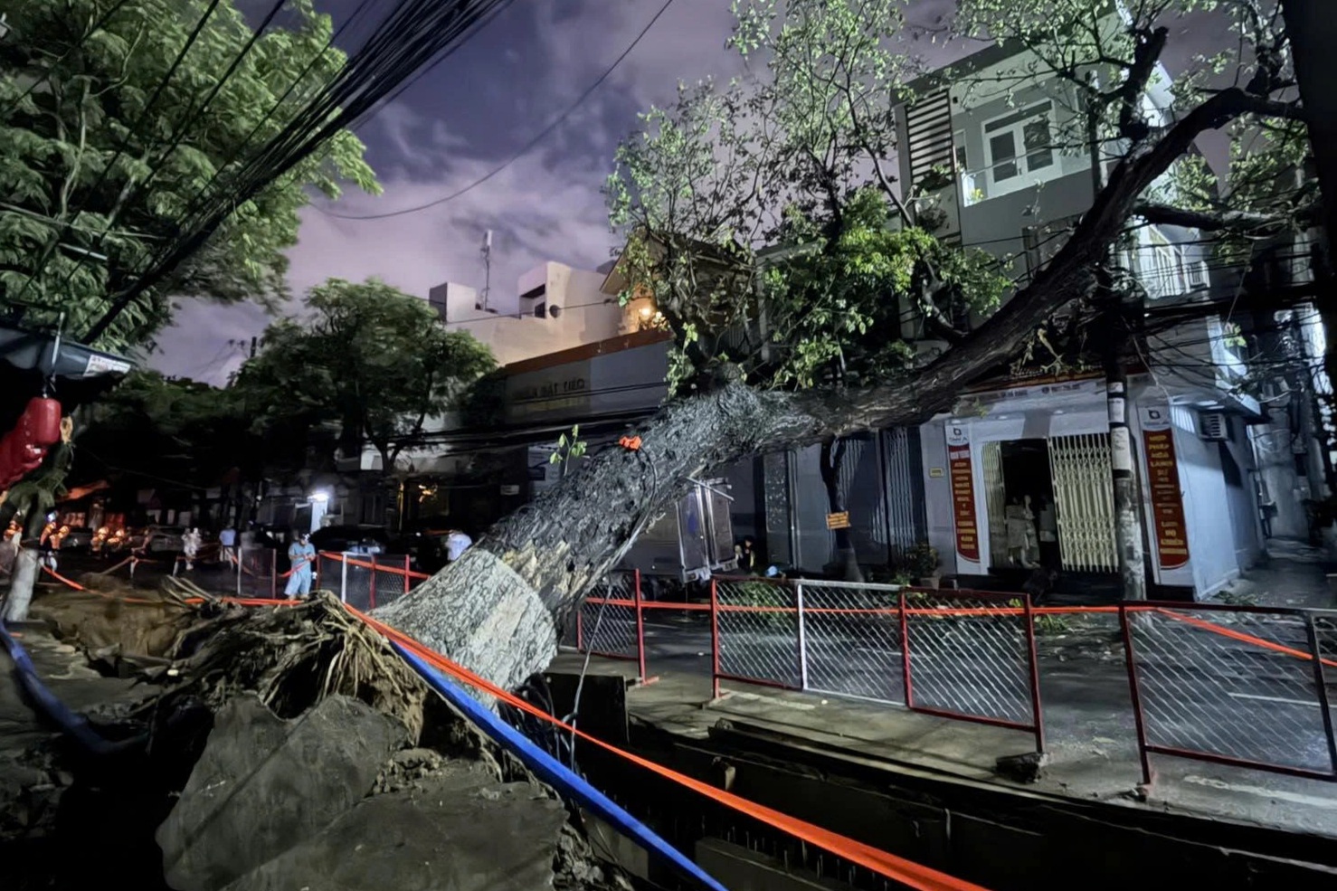 Cây lớn bật gốc , đè dây điện khiến khu phố ở Đà Nẵng tối om