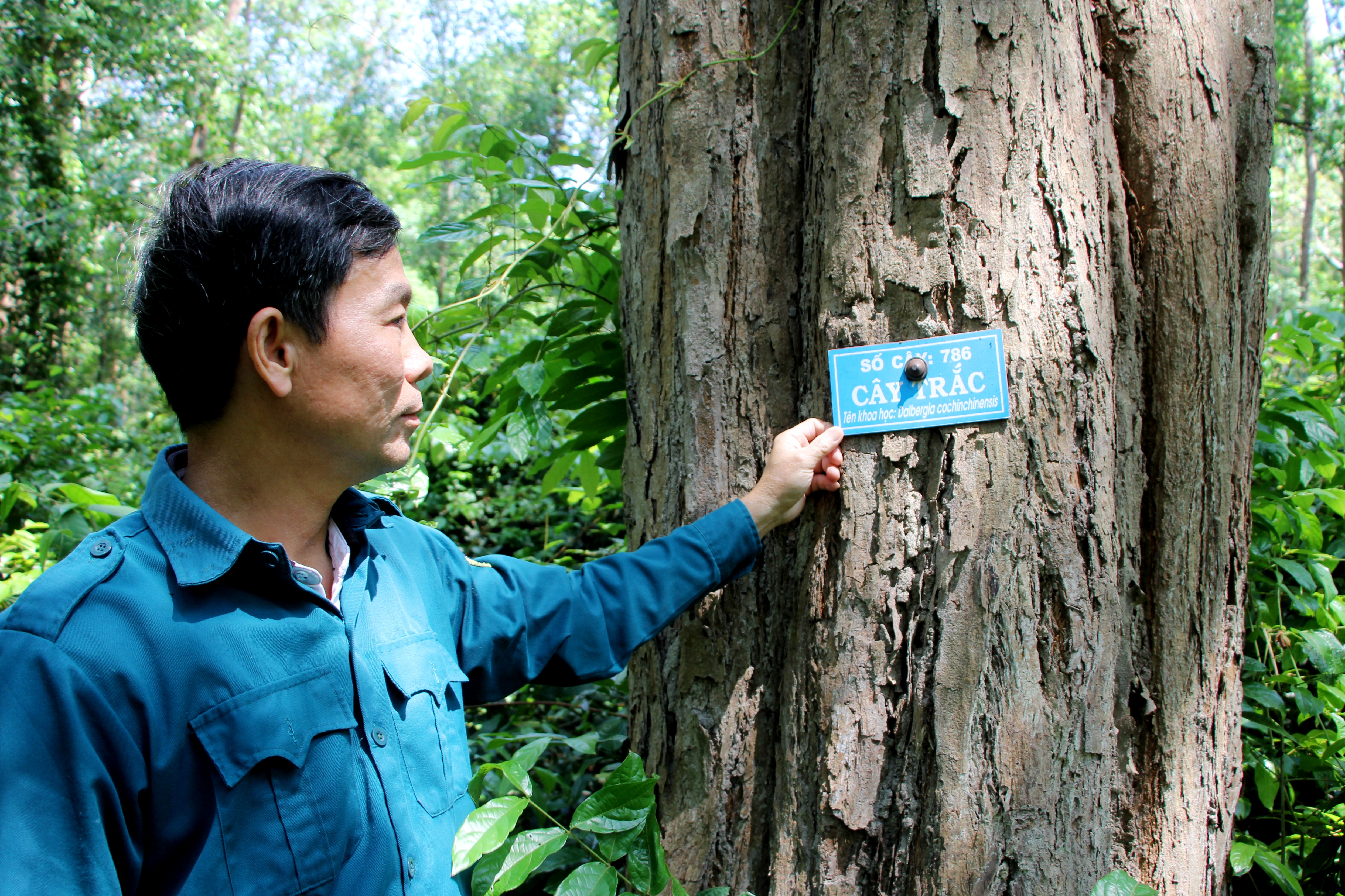 Cuộc sống của những người canh “kho báu” trăm tuổi giữa rừng già Tây Nguyên
