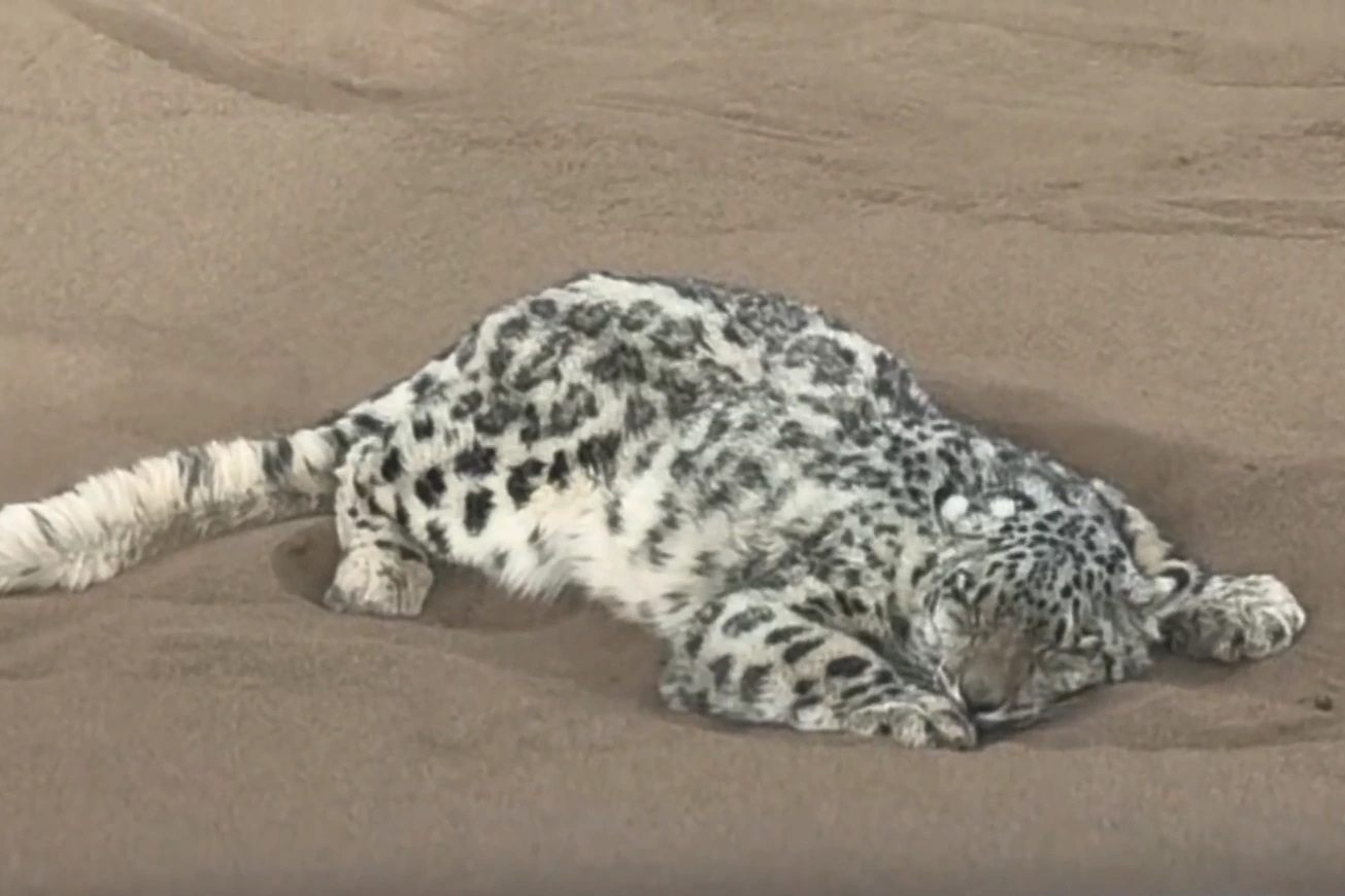Hy hữu: Báo tuyết được giải cứu giữa sa mạc khô cằn