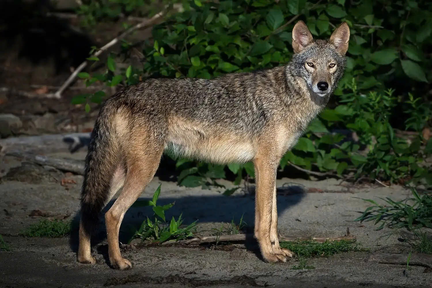 Máy bay Mỹ quay đầu khẩn cấp vì tông phải... chó sói