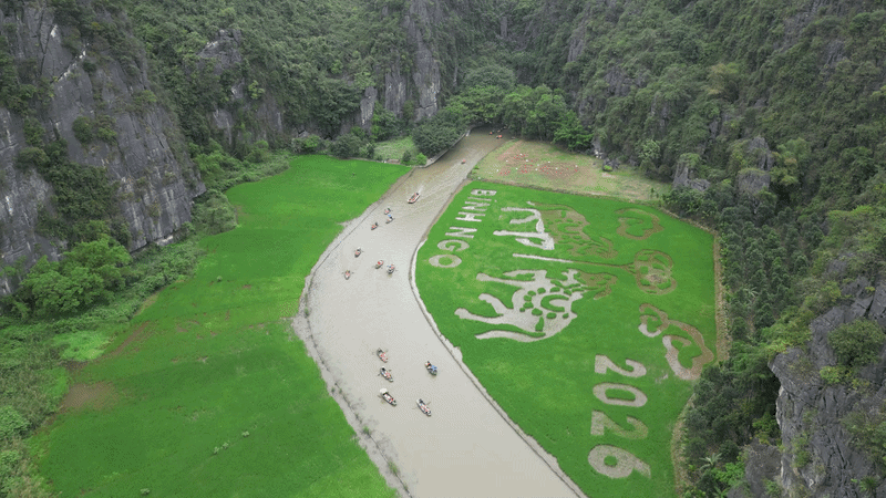 Nông dân cấy lúa tạo hình "song mã" trên cánh đồng lúa xanh mướt ở Tam Cốc