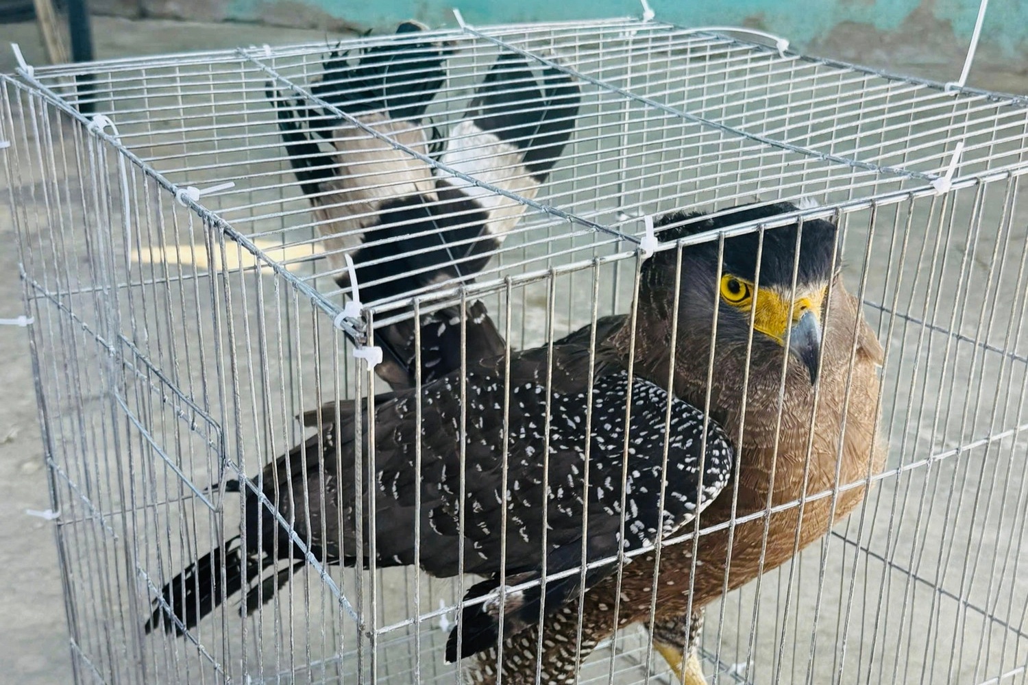 Chim lạ bay vào nhà, người đàn ông giao nộp cho công an