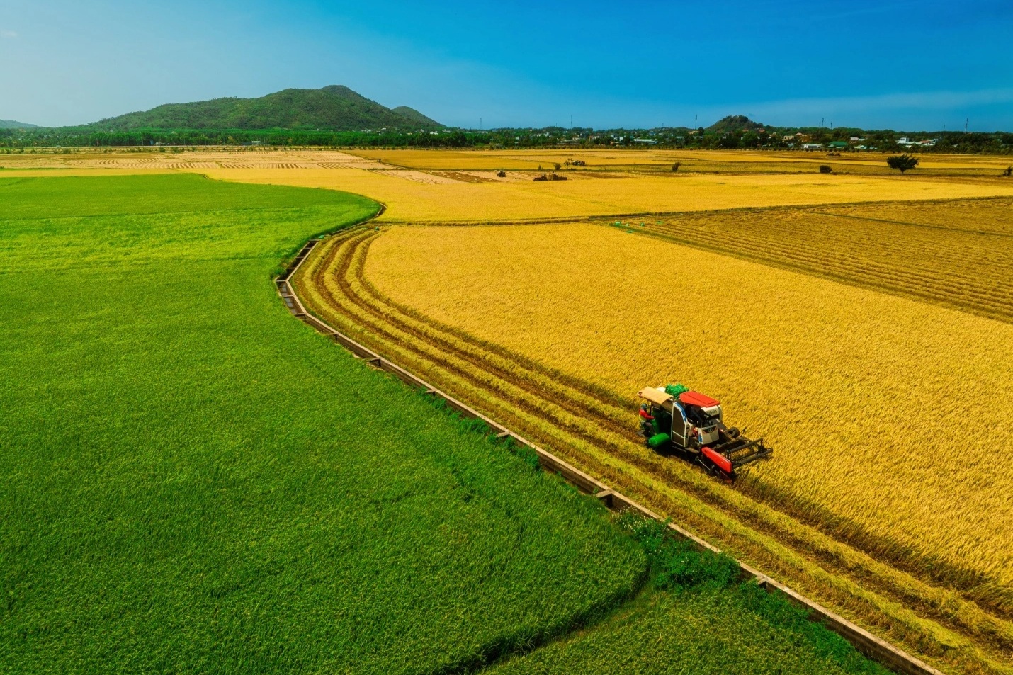 Cánh đồng lúa chưa chín đều thành 2 màu xanh - vàng gây sốt ở TPHCM