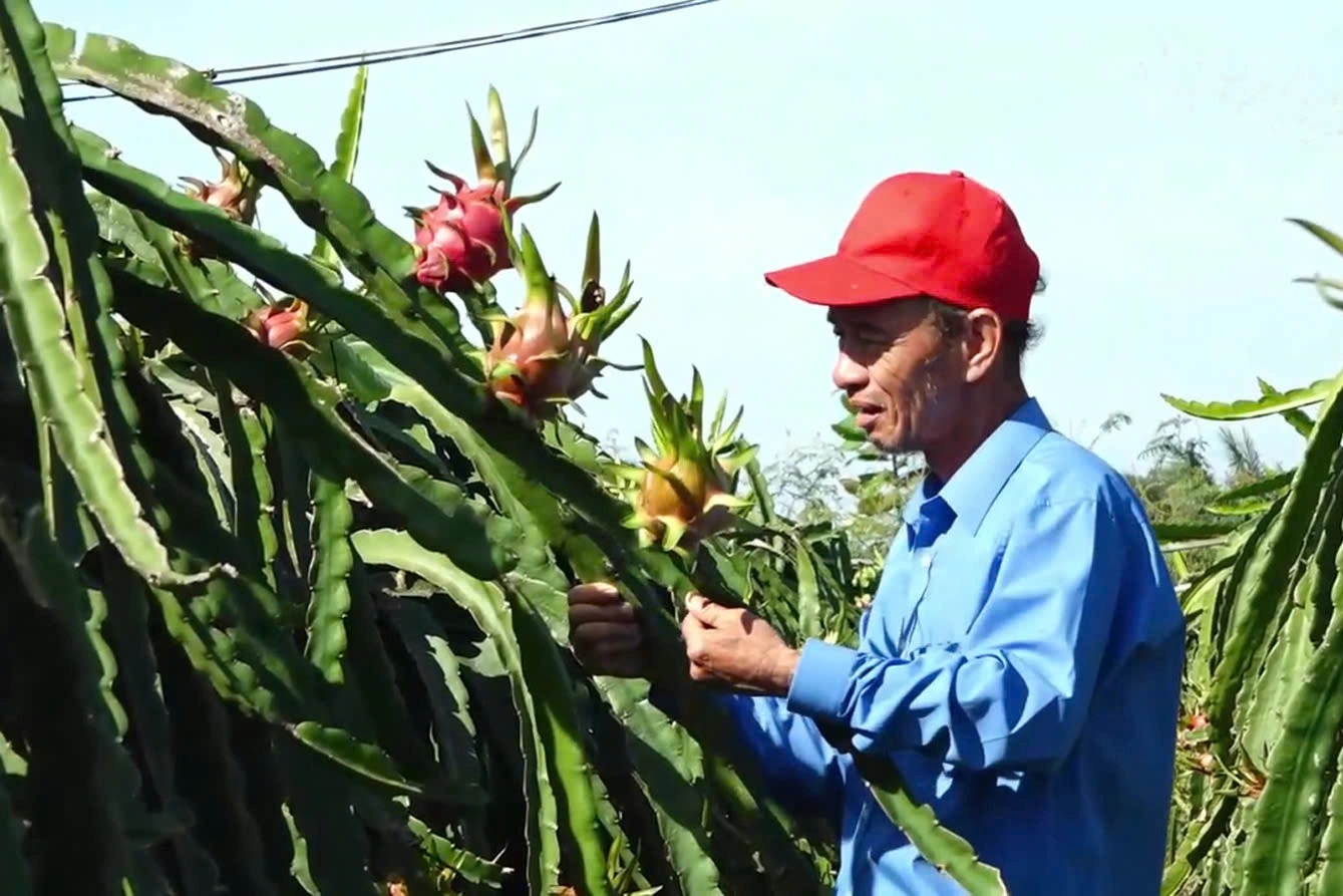 Nông sản Việt đối mặt rủi ro khi EU siết dư lượng thuốc bảo vệ thực vật