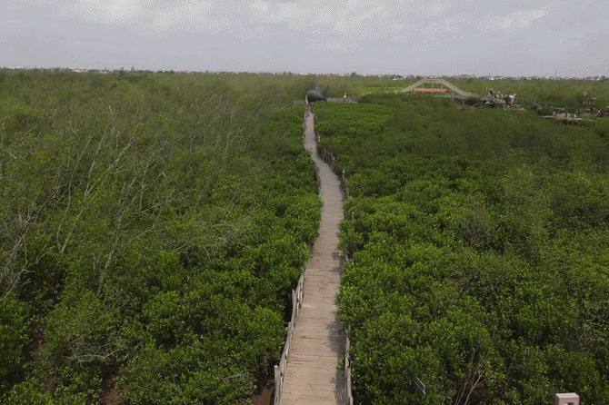 Kỳ thú rừng ngập mặn Hải Phòng, thủ phủ của loài cua lạ và “cá biết đi”