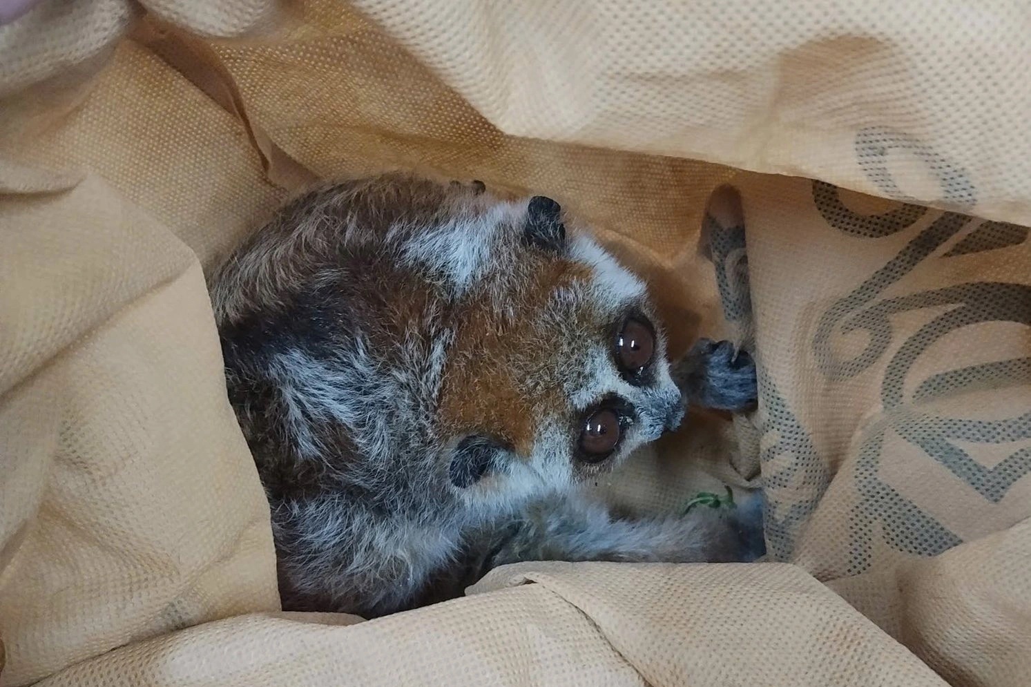 Ra thăm chuồng gà bất ngờ gặp con vật lạ, người dân mang nộp công an