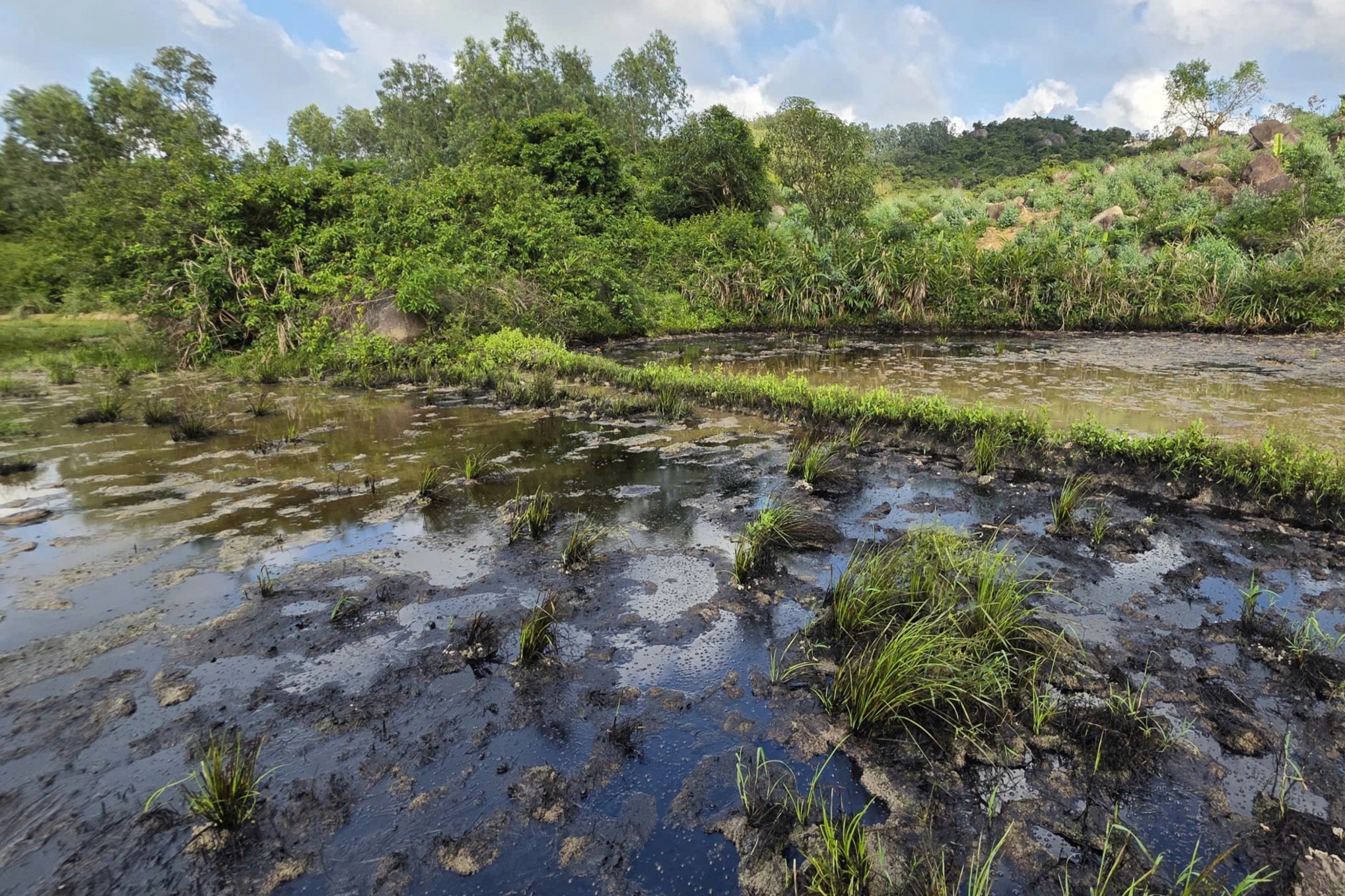 Mặt ruộng sát cao tốc Chí Thạnh - Vân Phong ngập trong dầu nhớt