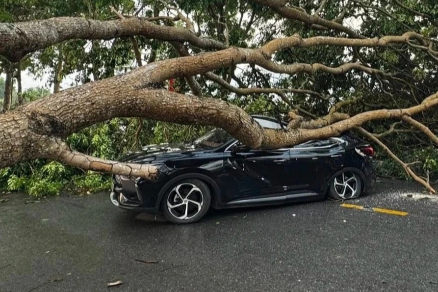 Lào Cai: Mưa dông khiến cây xà cừ bật gốc đổ, đè trúng ô tô trên đường
