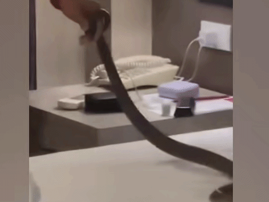 Đang ngủ, cặp đôi phát hiện hổ mang dài nửa mét trong khách sạn ở Thái Lan