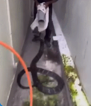 Nổi bật tuần qua: Người đàn ông đùa giỡn với rắn hổ chúa hung dữ