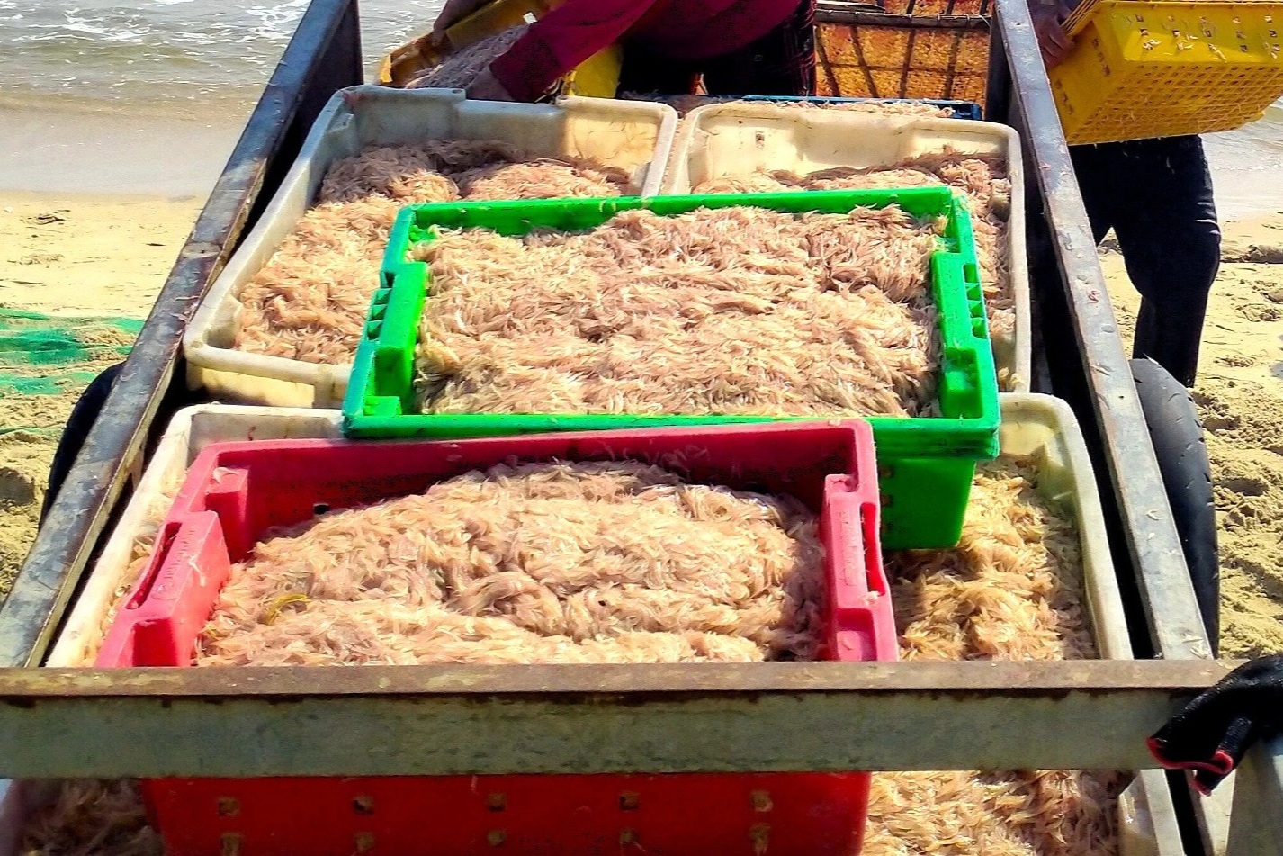 Trúng đậm ruốc biển, ngư dân kiếm tiền triệu sau vài giờ ra khơi