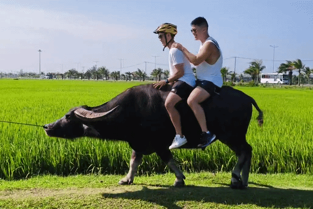 Nông dân kiếm tiền triệu nhờ cho khách cưỡi trâu đi dạo