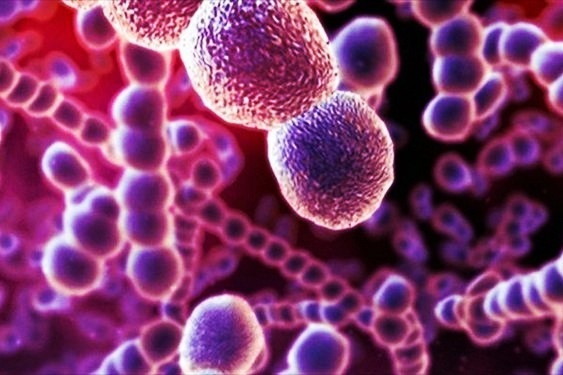 Tạp chí quốc tế công bố nghiên cứu ở Việt Nam về bệnh nhiễm khuẩn nguy hiểm