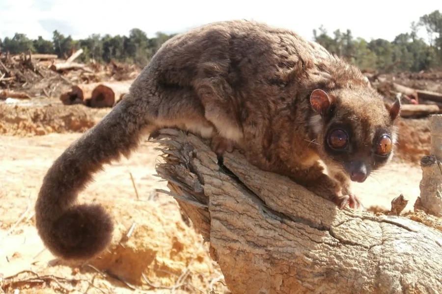 Bất ngờ tìm thấy hai loài thú tuyệt chủng từ 6.000 năm trước tại Đông Nam Á