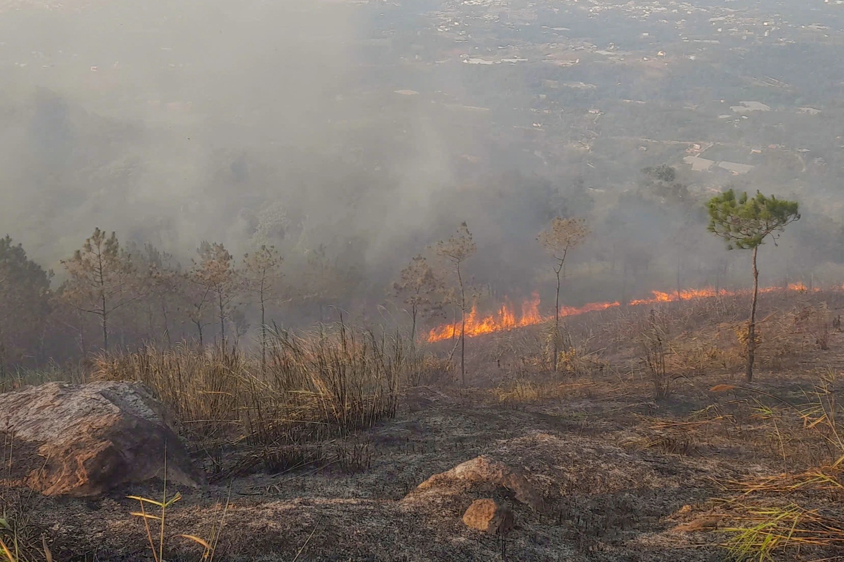 Cháy rừng thông trên núi Đại Bình ở Lâm Đồng