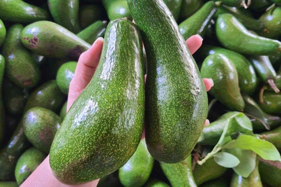 Bơ tăng giá từng ngày, nông dân Tây Nguyên trúng đậm