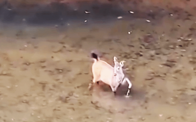 Khoảnh khắc thú rừng dùng chân vỗ nước tung tóe giữa dòng suối