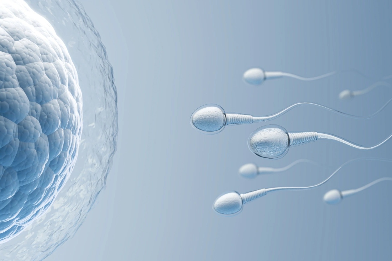 Phát hiện cơ chế trong cơ thể phụ nữ giúp chặn tinh trùng yếu