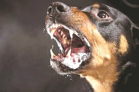 Thêm nạn nhân tử vong sau khi bị chó cắn ở Tây Ninh