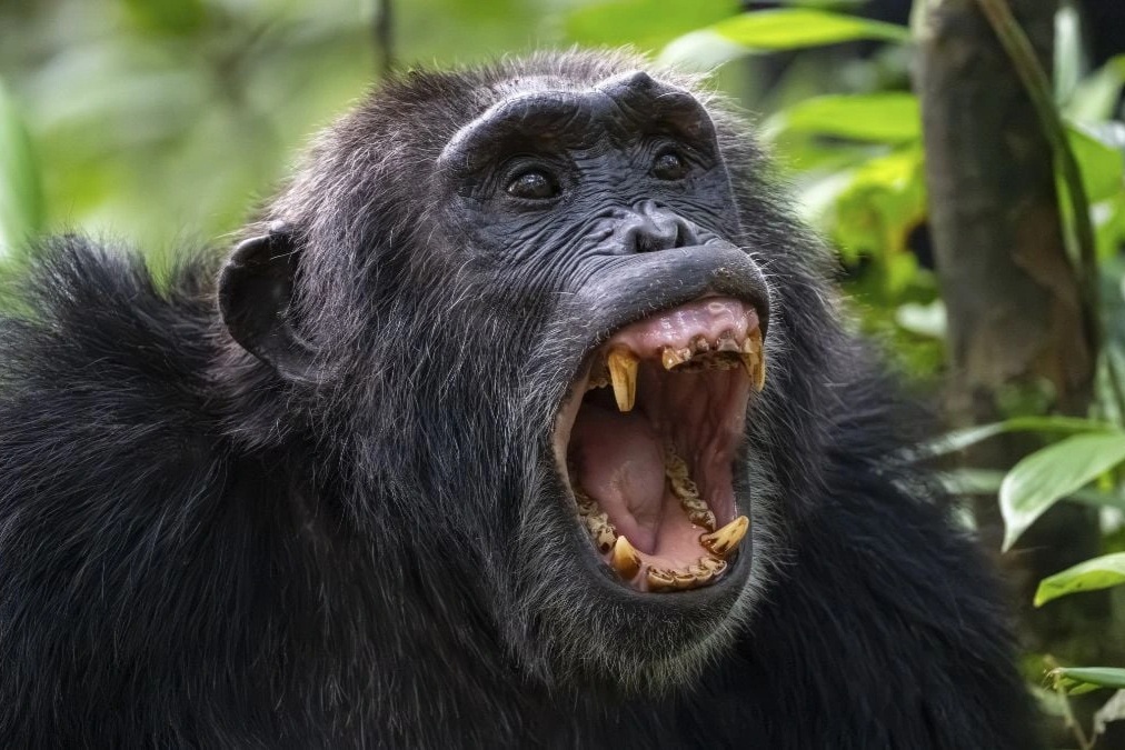 Rừng rậm biến thành chiến trường, tinh tinh 