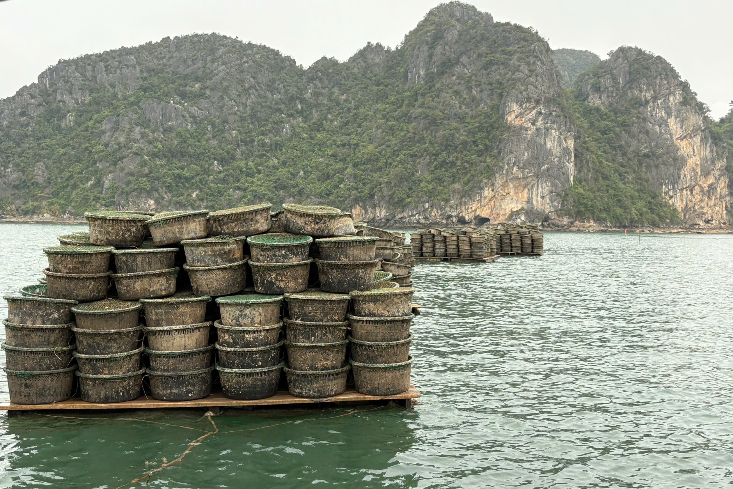 Phát hiện 2 trường hợp nuôi thủy sản trái phép ở vịnh Hạ Long