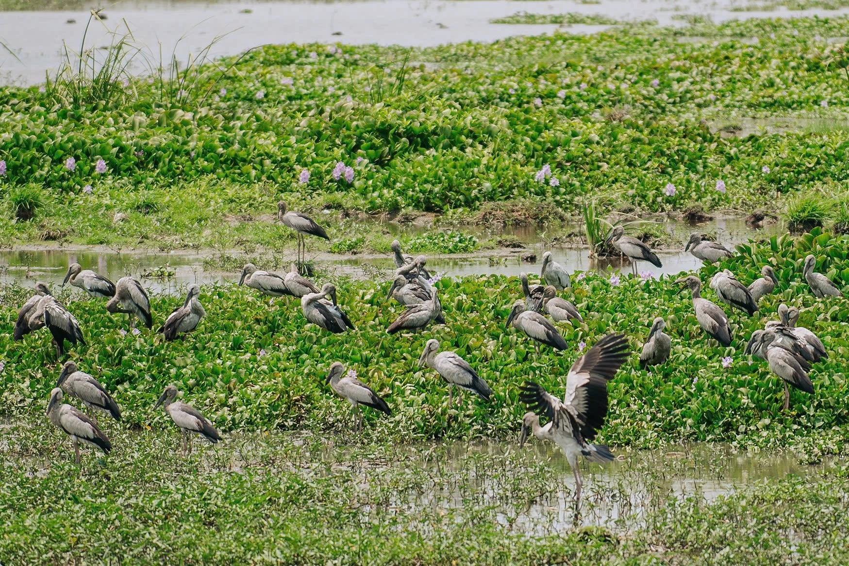 Đàn cò nhạn quý hiếm xuất hiện ở phía Đông tỉnh Đắk Lắk
