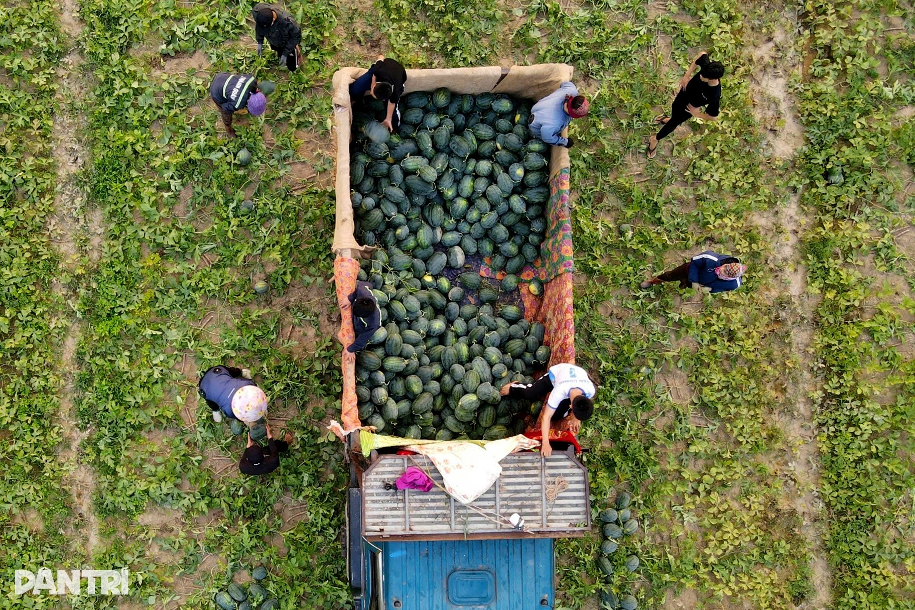 Dưa hấu lại rơi cảnh 2.000-3.000 đồng/kg, nông dân càng bán càng lỗ