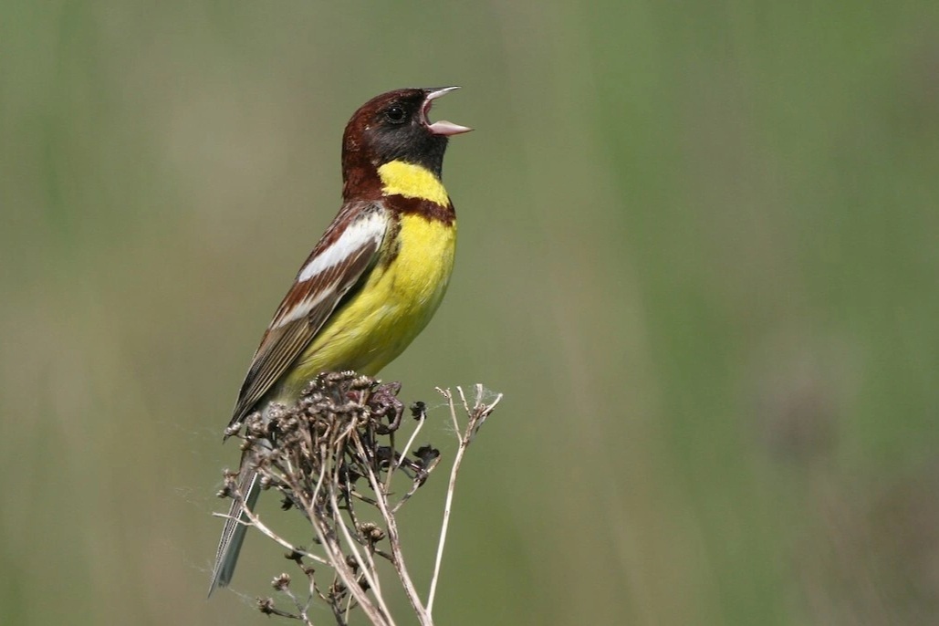 Loài chim sẻ cực quý hiếm, được pháp luật Việt Nam bảo vệ nghiêm ngặt