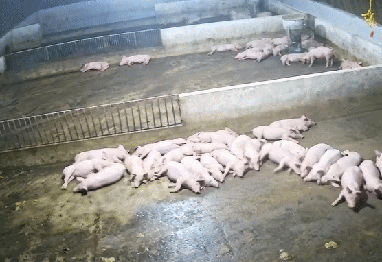 Động đất 4 độ ở Sơn La: Đàn lợn hốt hoảng chạy, người dân tưởng nổ bình gas