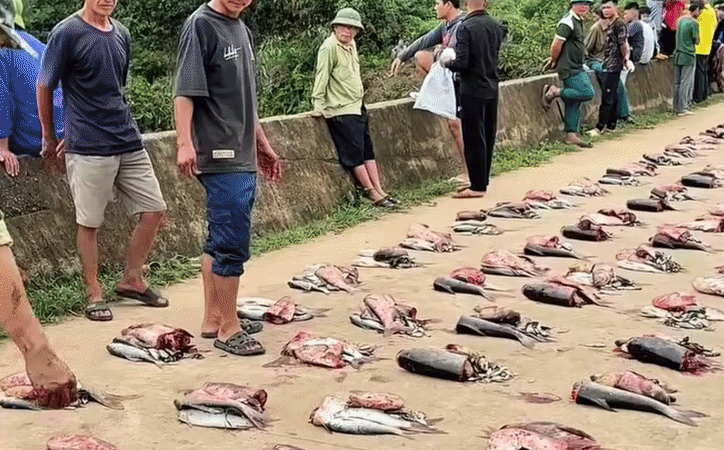 Cả làng ở Phú Thọ góp tiền nuôi cá chung, thu cả tấn chia cho từng hộ