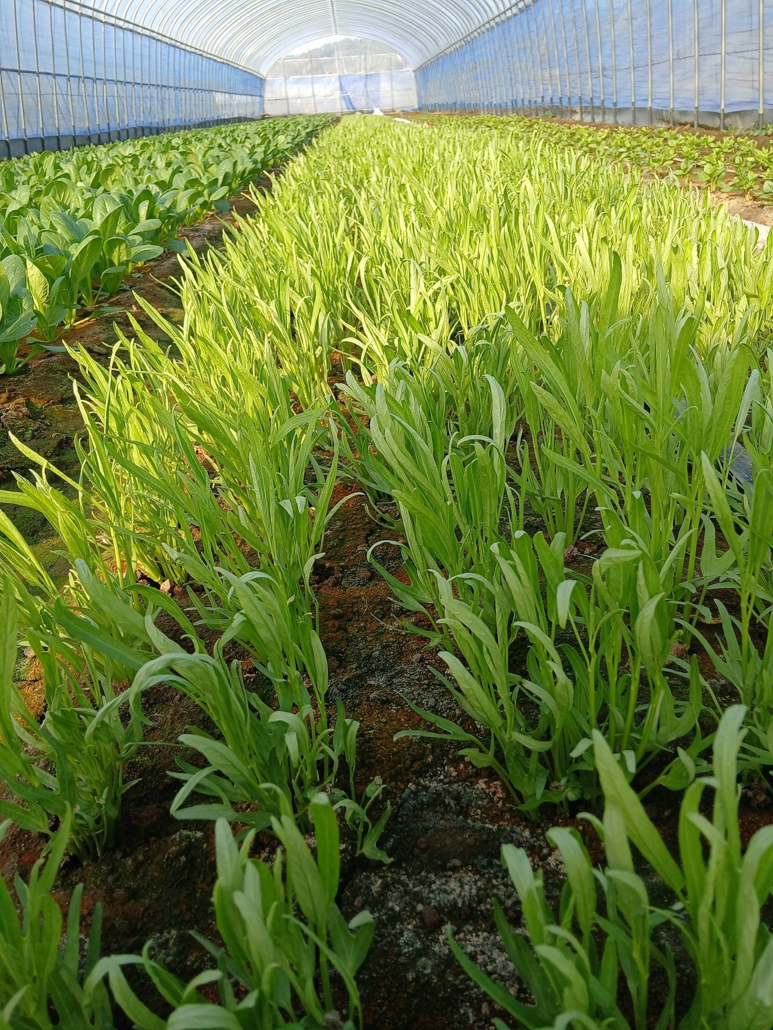Vietnamese woman builds thriving farm business in Japan - 2