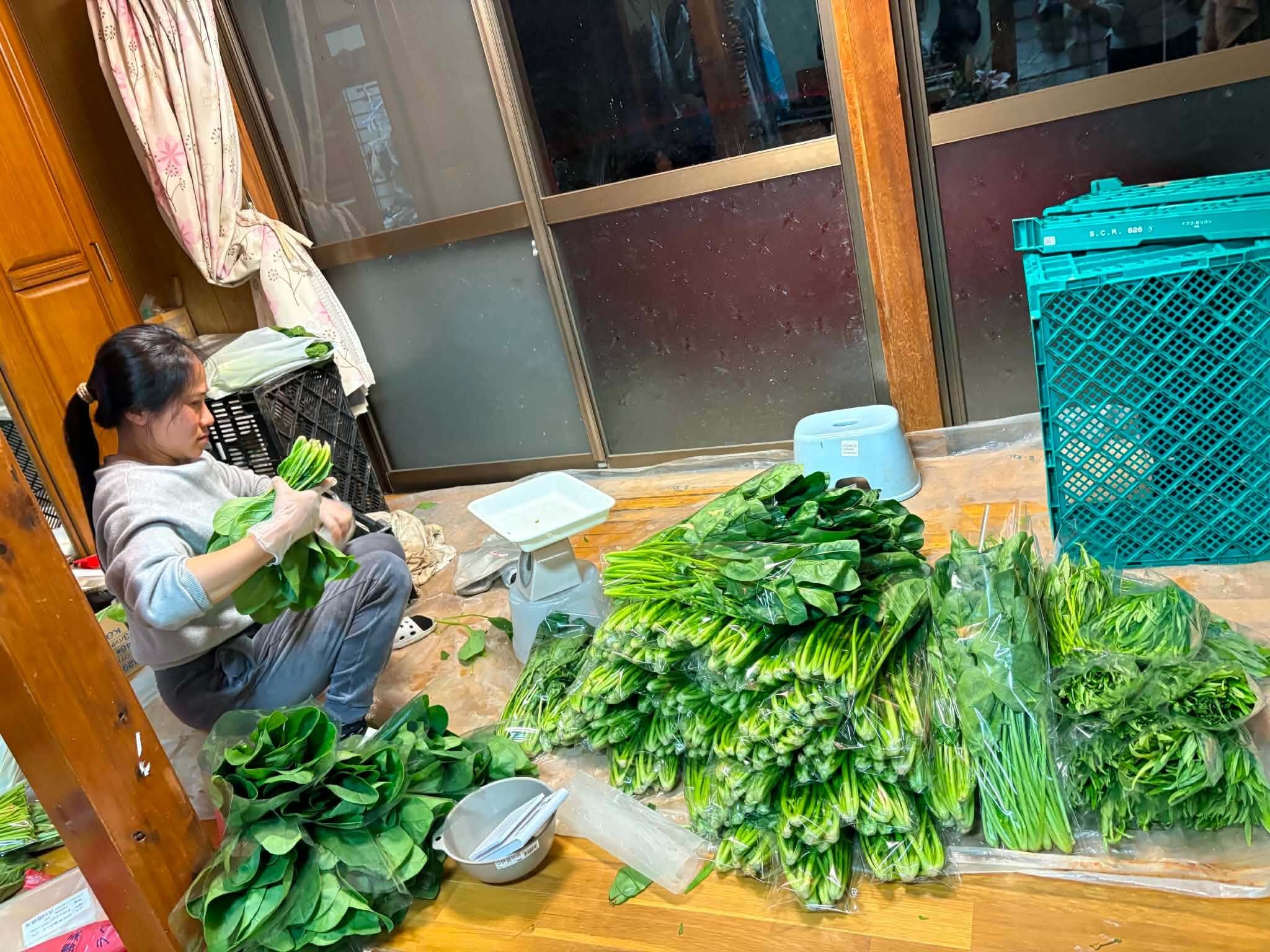 Vietnamese woman builds thriving farm business in Japan - 3