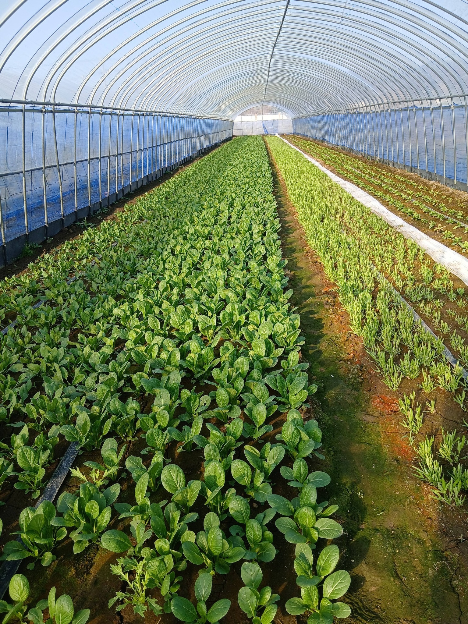 Vietnamese woman builds thriving farm business in Japan - 4