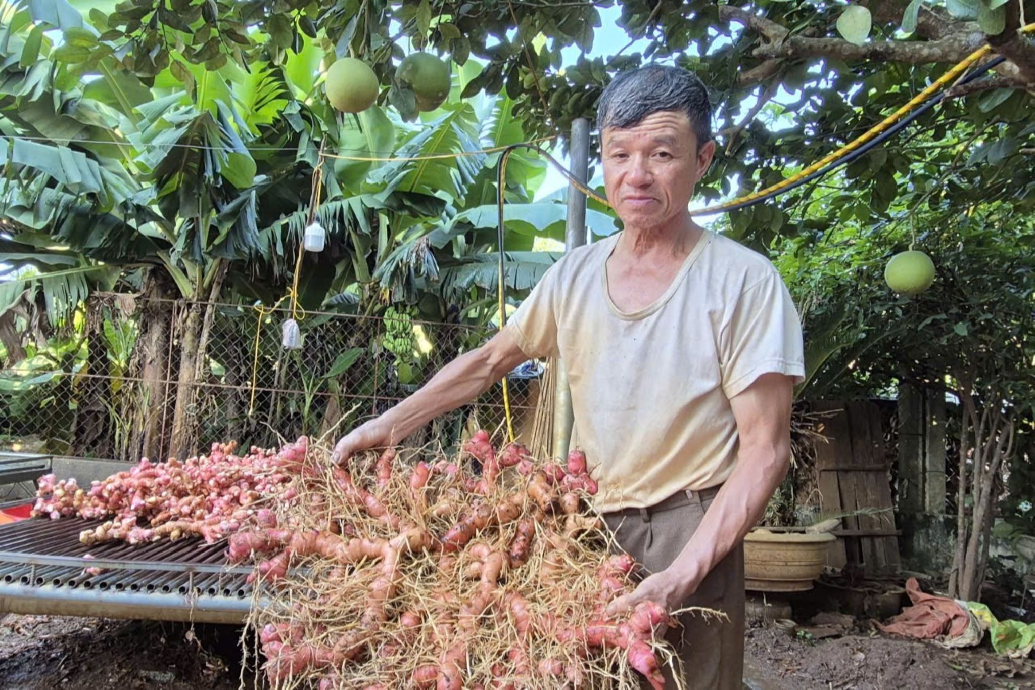 Loại cây cho lãi gấp 6 lần trồng mía, lão nông “đút túi” nửa tỷ đồng/năm