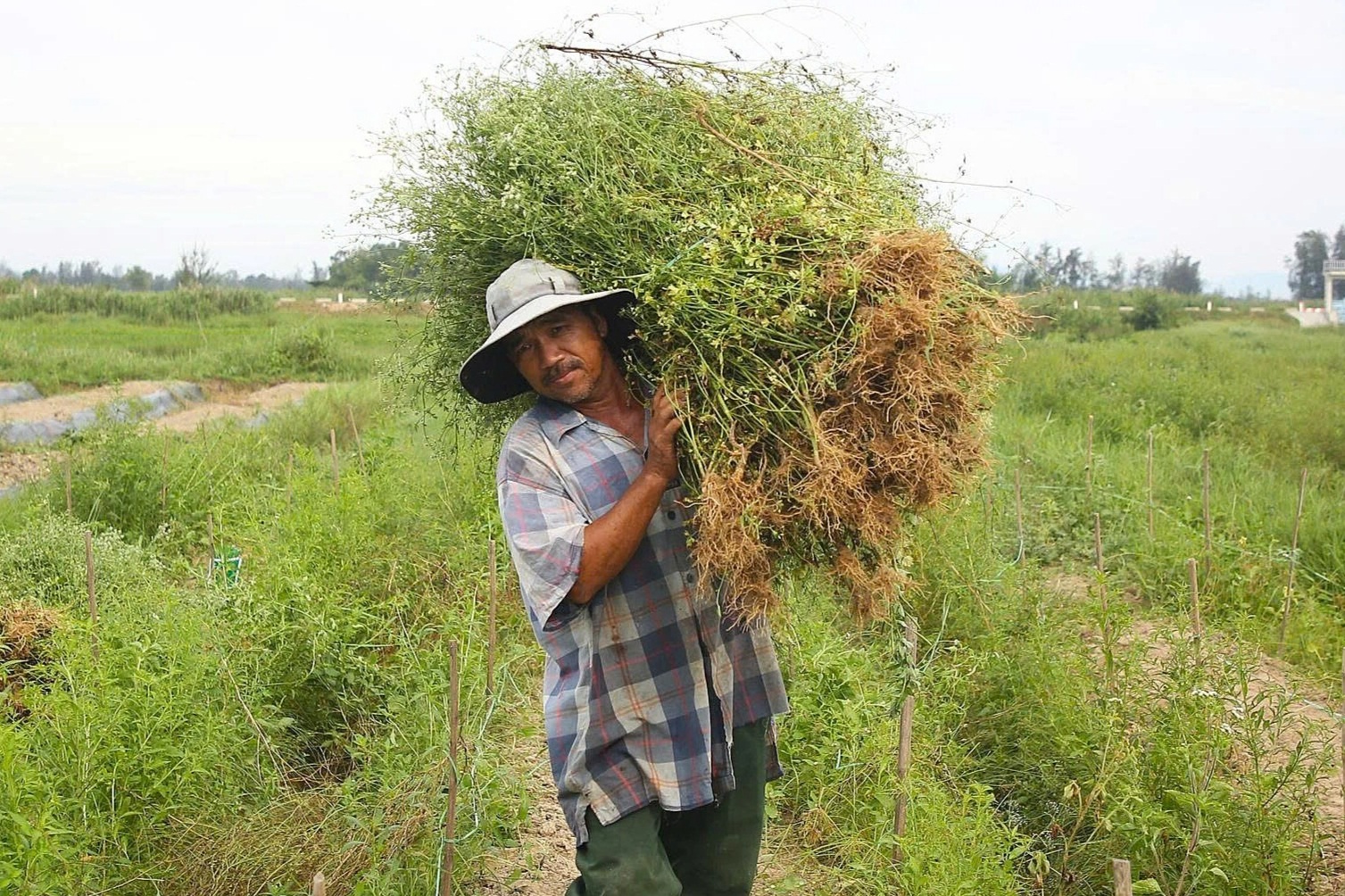 Về ngôi làng thơm ngát mùi hương, nông dân tranh thủ “hái lá thu tiền”