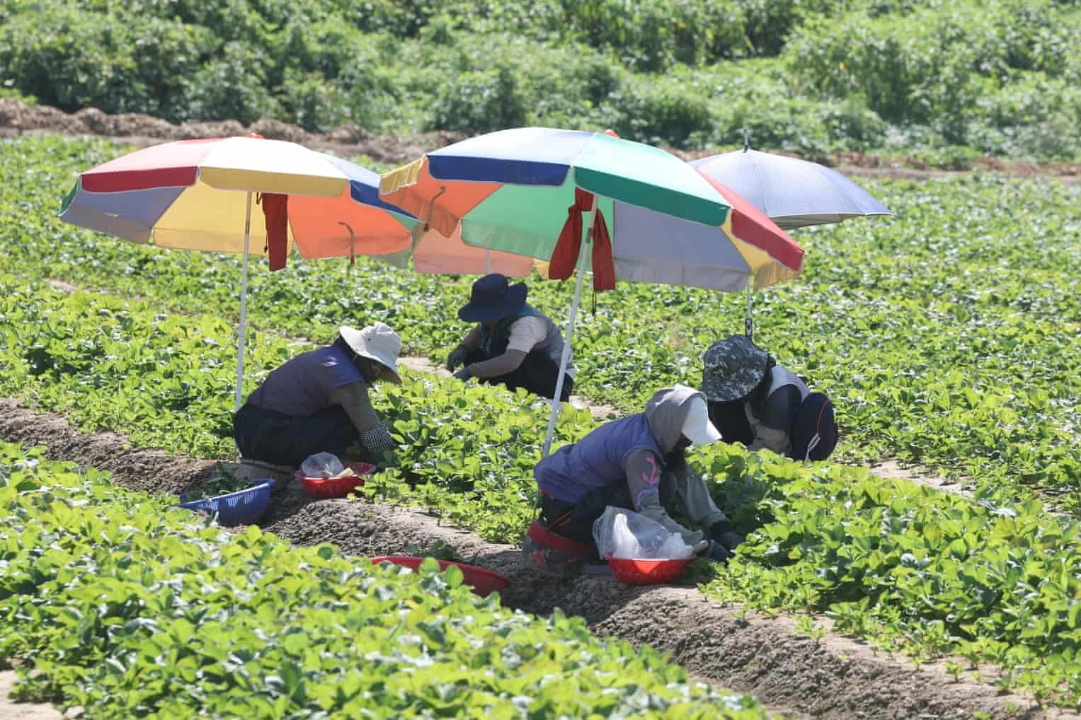 Nông dân Hàn Quốc bất ngờ khi khoai tây bị luộc chín dưới đất vì nắng nóng