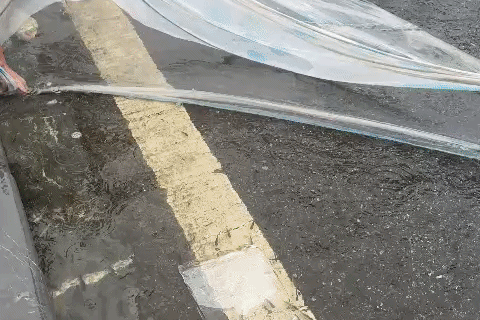 Cá bơi tung tăng bên đường sau mưa, người dân ở Hải Phòng mang xô đến bắt