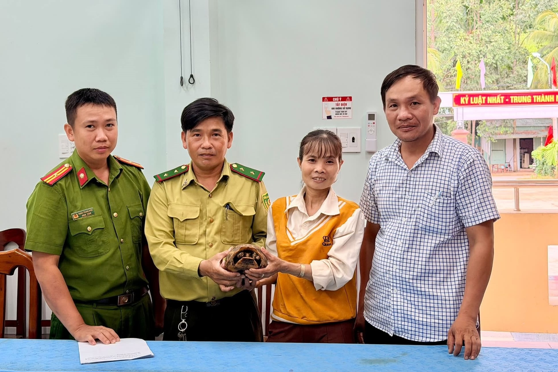 Rùa núi vàng lạc vào ruộng dâu