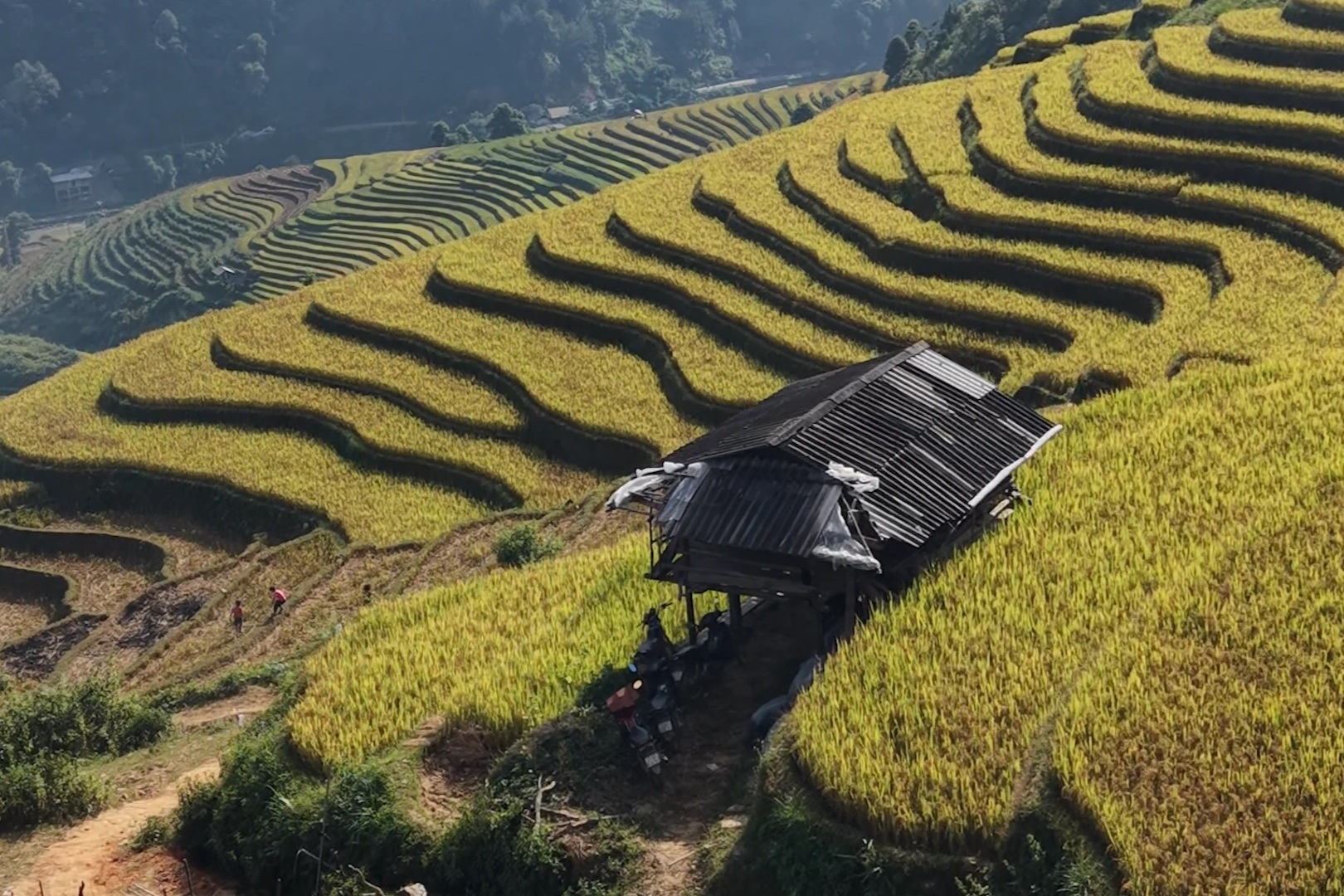 Ngỡ ngàng cung đường chạy xuyên mùa vàng Mù Cang Chải