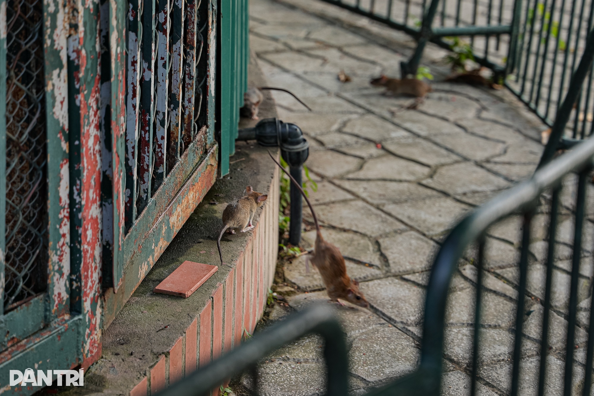 Hanoi’s Thu Le Park shows signs of age ahead of redevelopment - 10