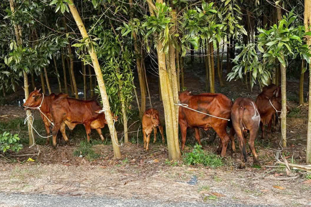 Nam thanh niên trộm 6 con bò ở Tây Ninh