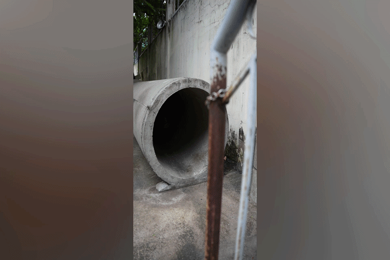 Khoảnh khắc chó nghiệp vụ Cảnh vệ “biến hình” khi tập luyện