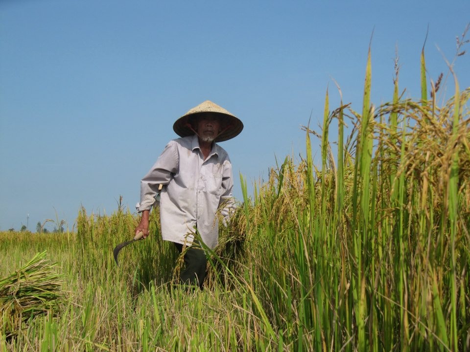 Cha ơi, quê mình gió Lào đã thổi chưa? - 1
Cơn gió Lào đã “hun” da cha đen giòn, giọt mồ hôi chưa kịp rơi đã bị thổi khô trên trán.