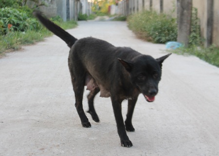 Tỷ lệ tiêm phòng dại cho vật nuôi ở Nghệ An đạt tỷ lệ thấp, người dân khi bị chó cắn không đi tiêm phòng dại mà tự chữa trị bằng thuốc nam.