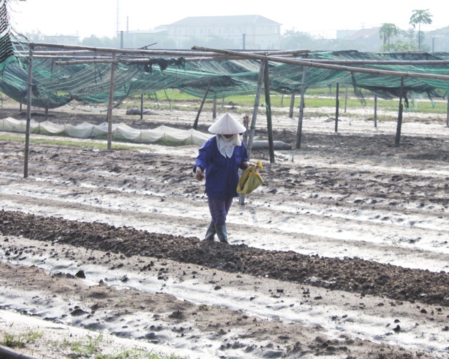 Hoa màu hỏng hết sau mưa lụt, nông dân phấp phỏng gieo vụ mới - 4 Nông dân xuống đồng khôi phục sản xuất.
